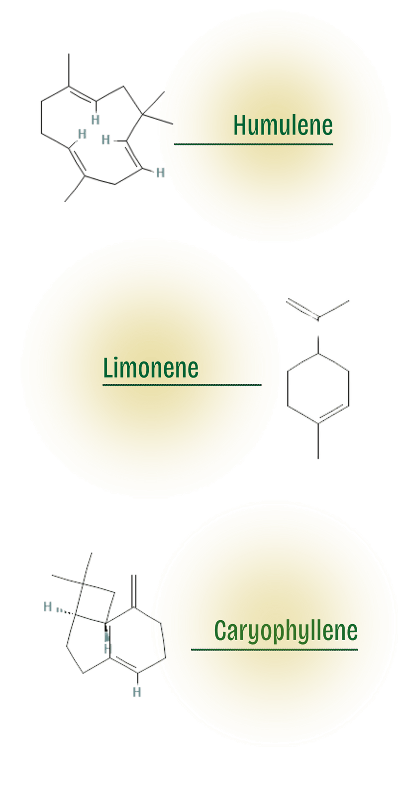 Appetite Suppressant Terpenes (Medicinal)