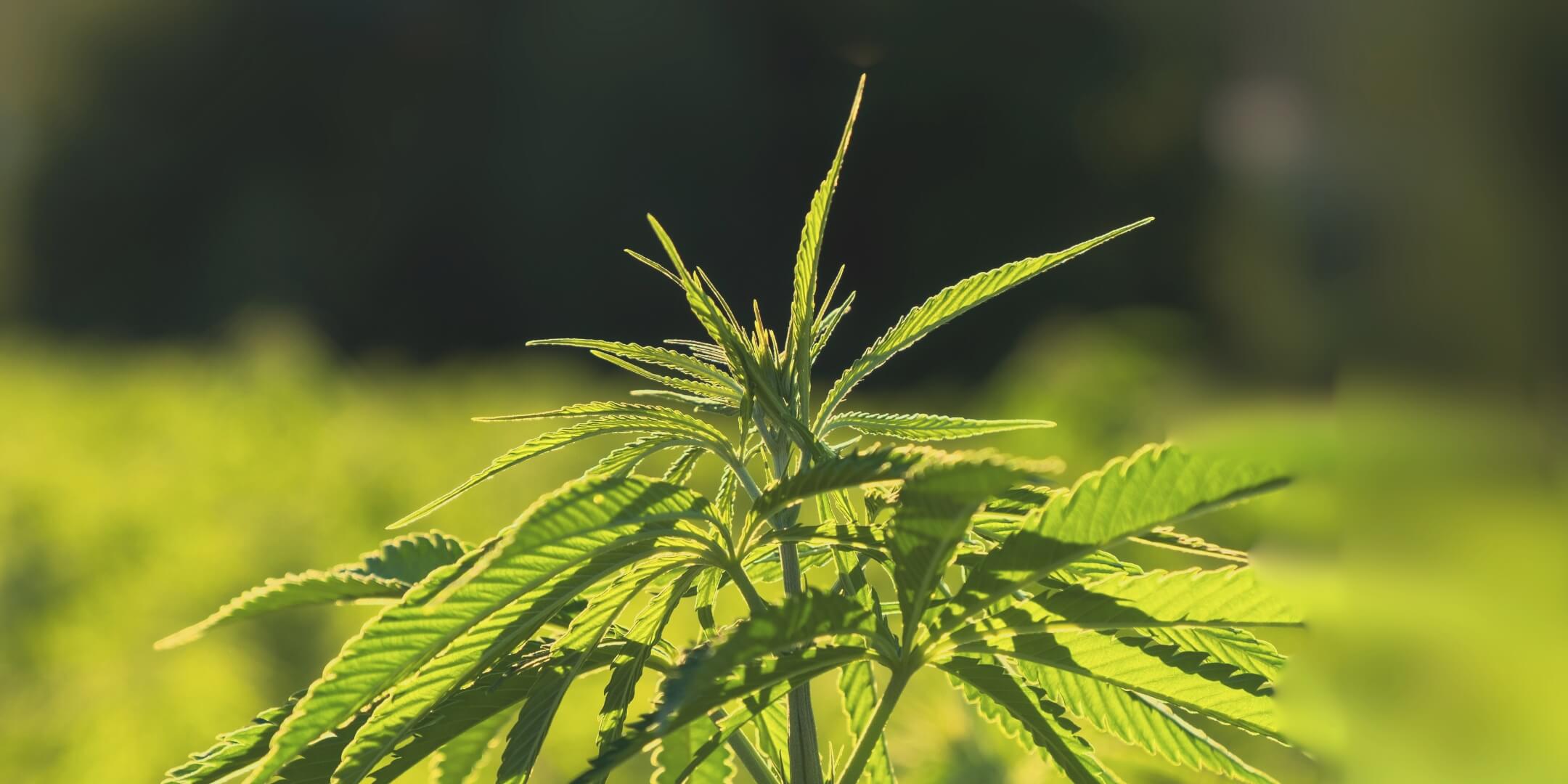 Terpene Warehouse 